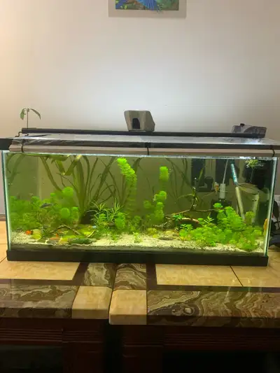 40 gallon aquarium with everything, View more