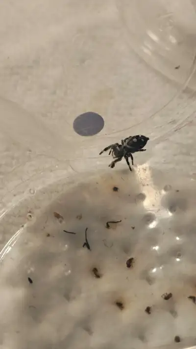 I6 Regal Jumping Spider, View more
