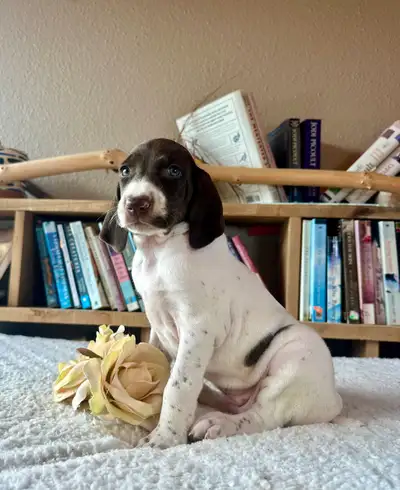 Stunning UKC German Shorthaired Pointer Puppies – Ready May 7, View more