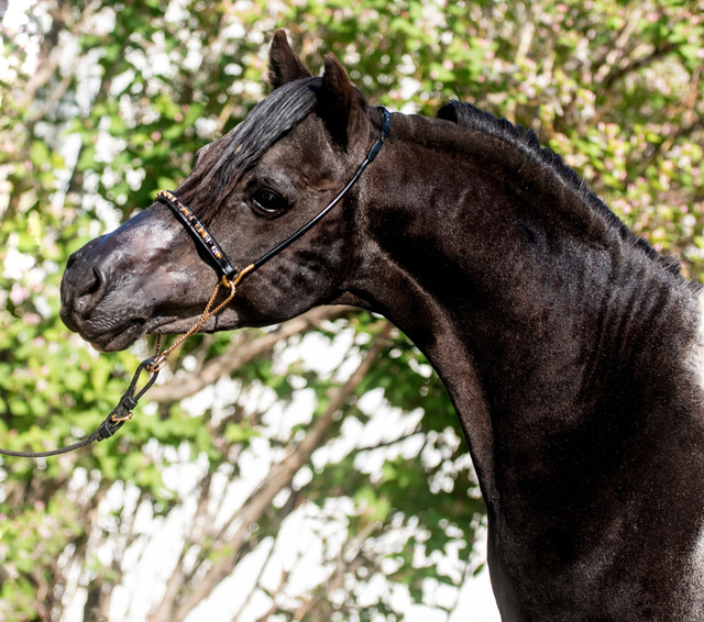 Amhr Stallion in Horses & Ponies for Rehoming in Red Deer