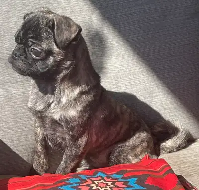 male pug puppy’s need rehoming!!!, View more