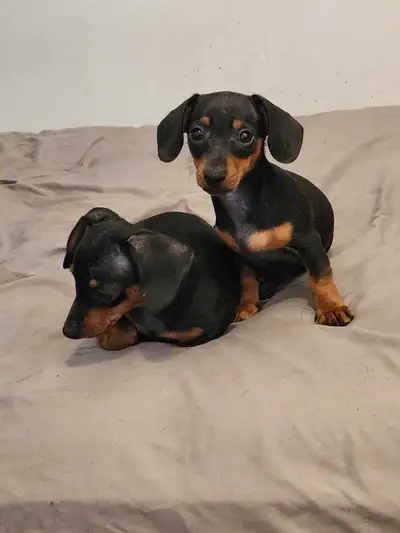 2 twin girls, 1 boy 1000 each. Firm. Serious enquires only.