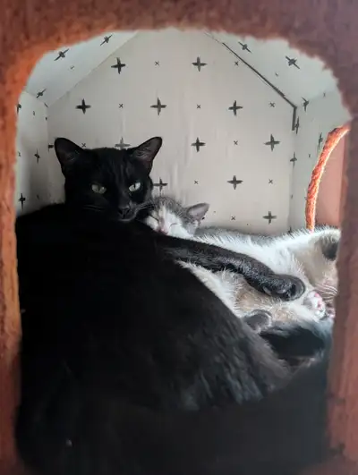 3ish year old female for loving home, View more