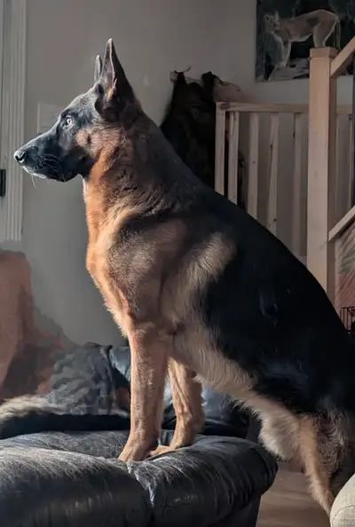 CKC registered pure bred German Shepherd puppies, View more