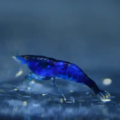 Premium Shrimp for Crystal-Clear Tanks, View more