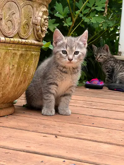 5 super friendly kiitens, Indoor/outdoor. they are well handled, and get along great with other pets...