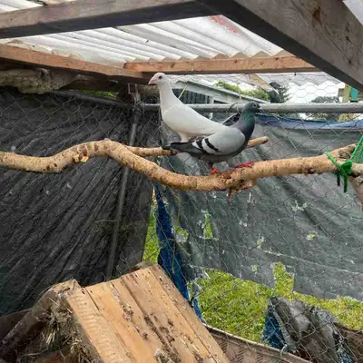 Homer pigeon for sale , View more