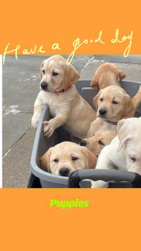 Labrador puppies(Ready to go)
