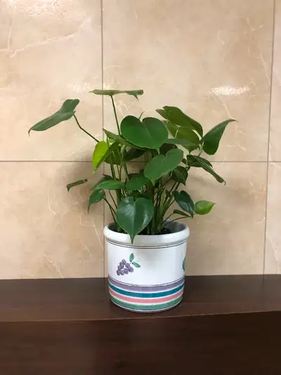 6” philodendron plant $18 add cover pot $25