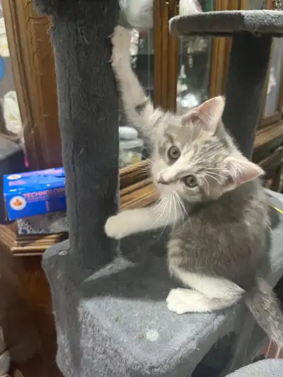 British Shorthair kittens, Beautiful and Sweet, View more