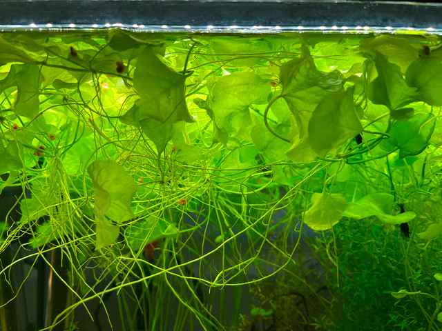 Taiwan lily -@ Nymphoides Hydrophylla aquatic Plant in Fish for Rehoming in Oshawa / Durham Region