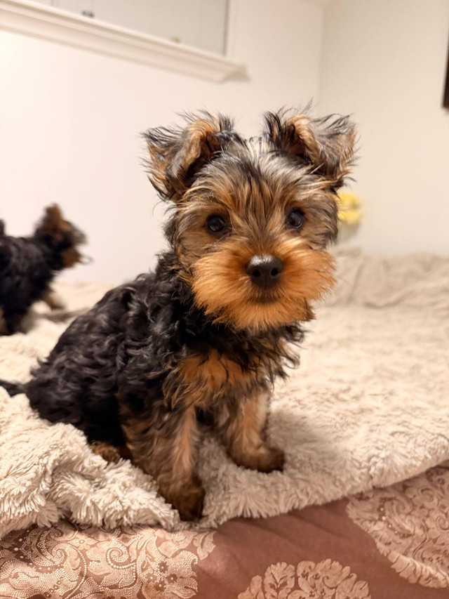 Yorkshire Terrier Puppies in Dogs & Puppies for Rehoming in Markham / York Region - Image 3