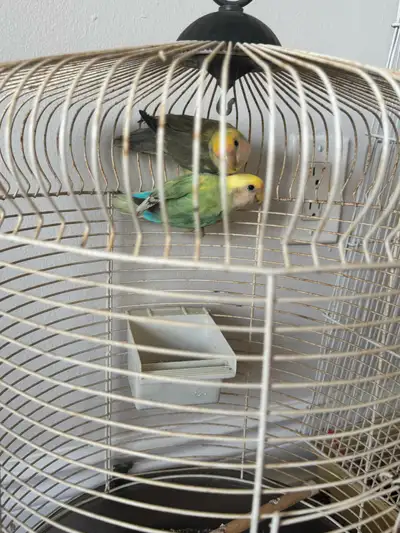 2 love birds , View more