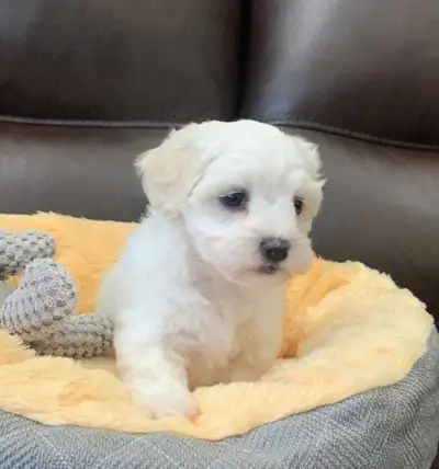 FEMALE MALTESE PUPPY, View more