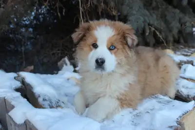 Australian shephard puppy, View more