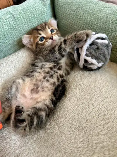 Merveilleux bébés chatons de race Highland Lynx mâles se cherchent une famille qui vont en prendre s...