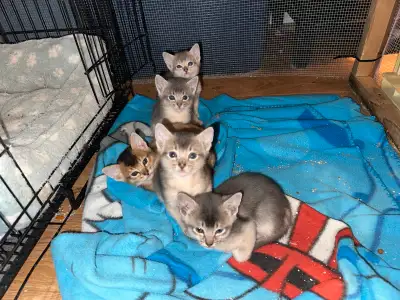 3 beaux bébés abyssin nés le 1 mars .. 1 femelle bleue et 2 mâles bleu.. Ceux qui sont positionnés e...