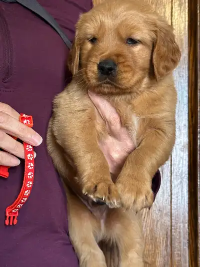Golden Retriever Puppies, View more