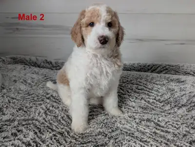 Beautiful medium size poodles - caniches moyens, View more