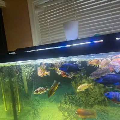 Cichlids This is a vibrant cichlid, a beautiful addition to any freshwater aquarium. Asking 40$ each...