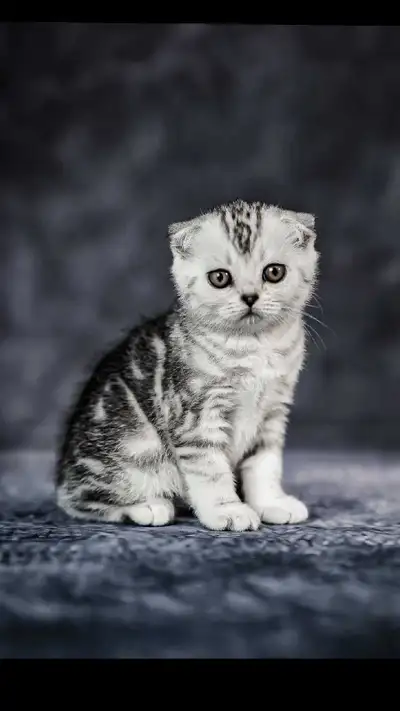 Purebred Scottish Fold male, View more