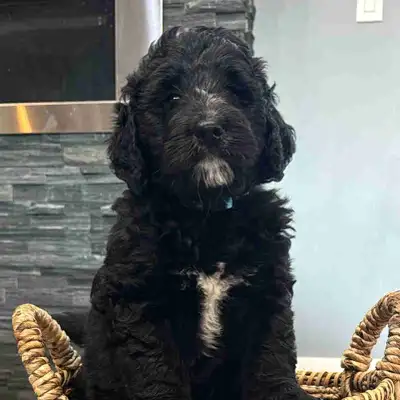 Standard F1 Bernedoodle pups READY TO GO Friday July  11, 2025, View more