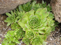 Tray of 12 Hens and Chicks