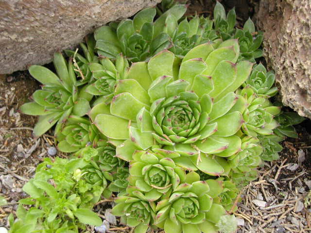 Tray of 12 Hens and Chicks in Plants, Fertilizer & Soil in Hamilton