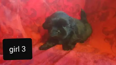 Shih Tzu Pups.  Located in NB. Ready to go., View more
