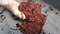 Vers Rouge | 1000 Red Wiggler Compost Worms, Cocoons, Castings