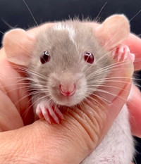 Dwarf rats odd eyed. Health tested rattery