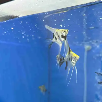 Koi / Red Devil Long Fin Angelfish (Juveniles) Angelfish (Koi / Red Devil) Aquarium Fish PARENTS ARE...