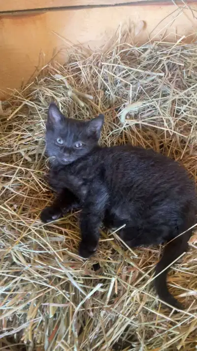 Male kitten super friendly , View more