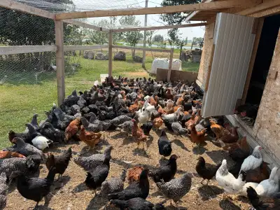 Laying hen ( Chiken), View more