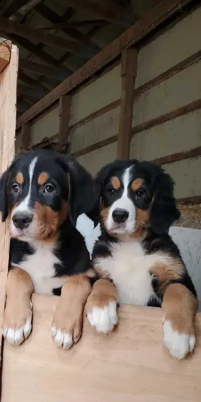 Mountian bernese/ Walker hound puppies
