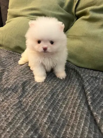 Pomeranian puppies, View more