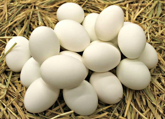 Duck Eggs For Hatching in Livestock in Mississauga / Peel Region