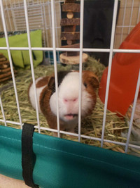 Male guinea pig n cage