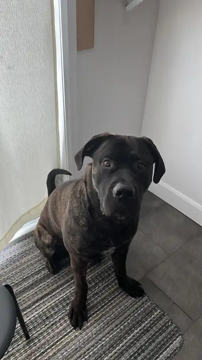 Pet fog rehoming - free, View more