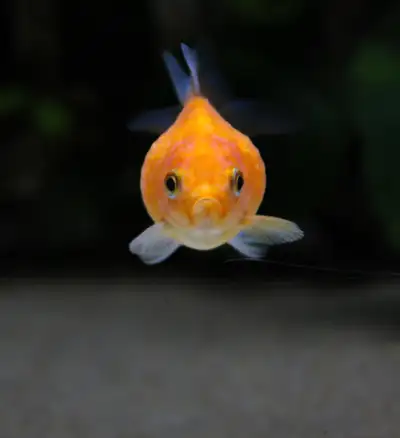 $5 Goldfish, View more