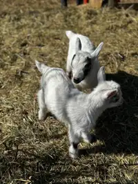 Purebred Nigerian Dwarf Goat Kids & Bucklings For Sale 