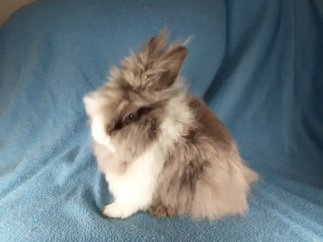 EXTRAORDINARY Netherland dwarf, Holland lop, mini rex, lionhead in Small Animals for Rehoming in Thunder Bay - Image 3