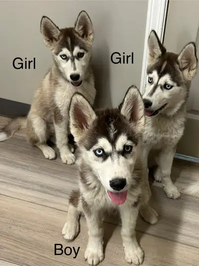 Pure Bred Huskys, View more