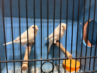 Breeding pair white canaries for sale