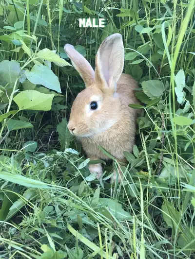 Rex x New Zealand Rabbits, just entering breeding age. Can be sold individually or as a breeding duo...