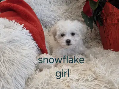 ADORABLE MALTESE/SHITZU PUPPIES, View more