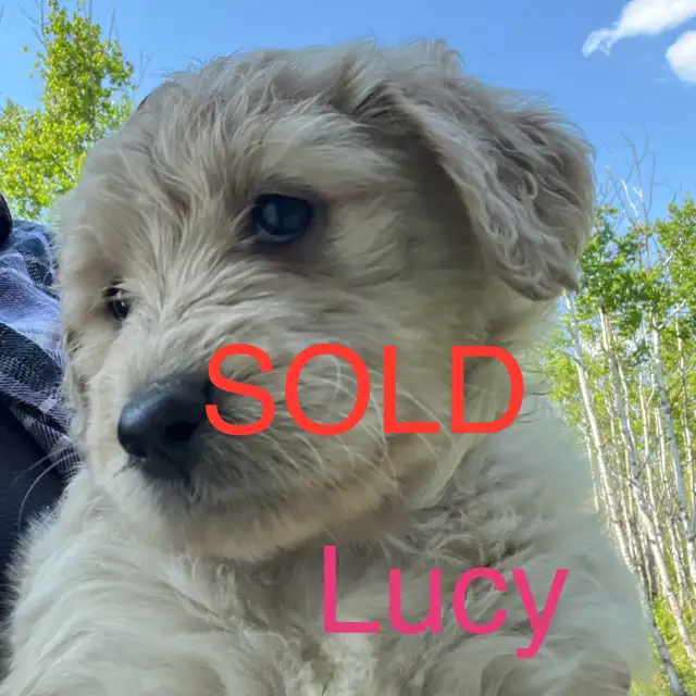 Labradoodle Puppies in Dogs & Puppies for Rehoming in Winnipeg - Image 5
