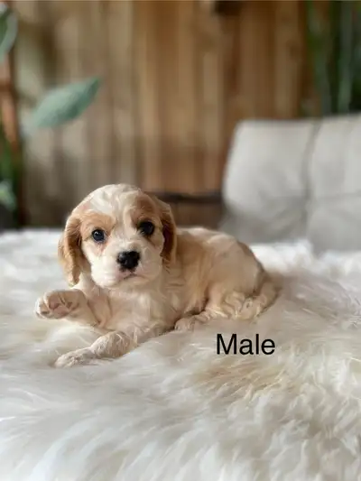 cavalier King Charles spaniel, View more