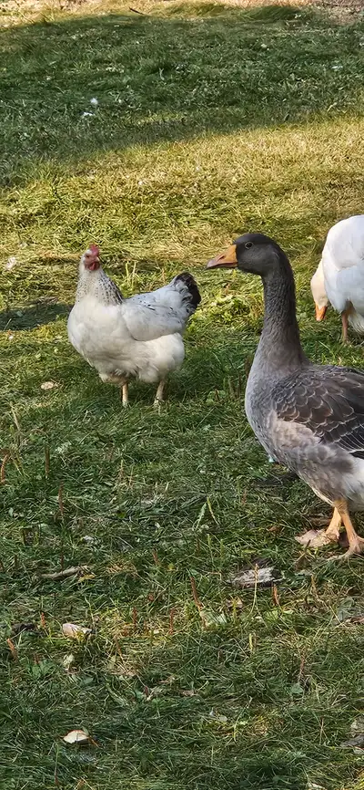 Christmas Goose and Roosters, View more