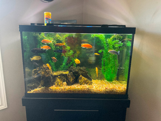 African Cichlids - Lake Malawi in Fish for Rehoming in Oakville / Halton Region - Image 2